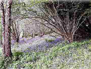 Bluebells in Spring
