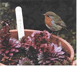 robin on the sempervivums