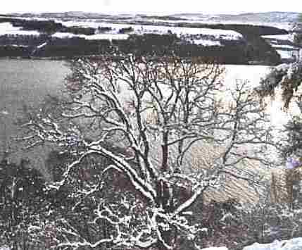 Winter Wonderland