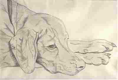 Our lovely dog west
