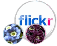 flickr logo - abriachan nurseries