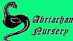 Nessy logo
