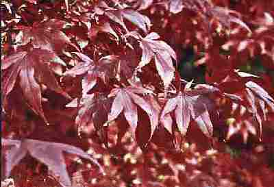 Loch Ness Garden - Acer Palmatum