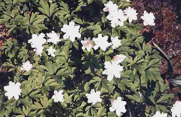 Loch Ness Garden - Anemone nemerosa alba plena