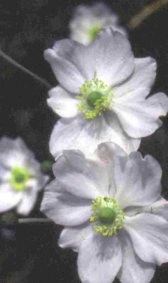 Anemone hybrida Honorine Jobert