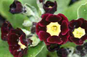 Auricula Argus