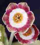 Auricula Astolat
