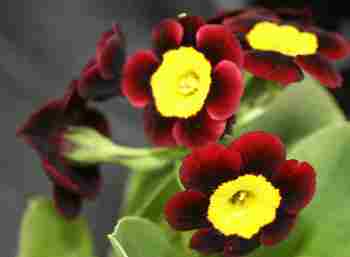 Auricula Blossom
