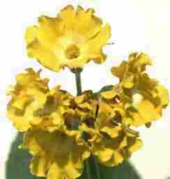 AQuricula Broadwell Gold