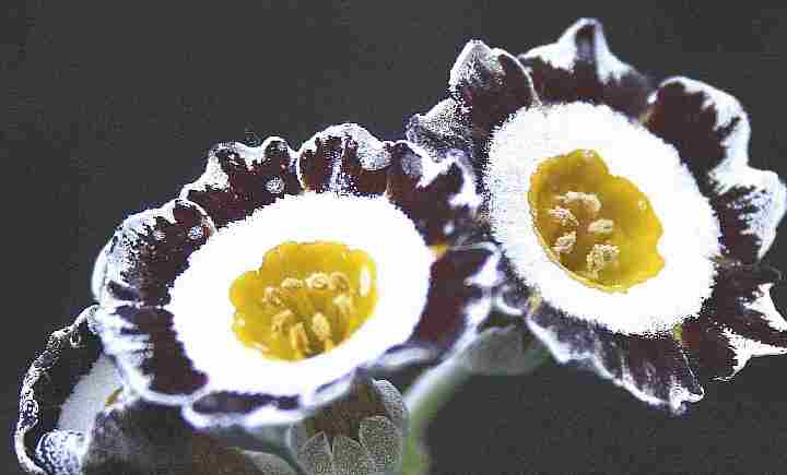 Auricula - Conservative