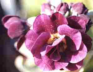 Auricula Riatty