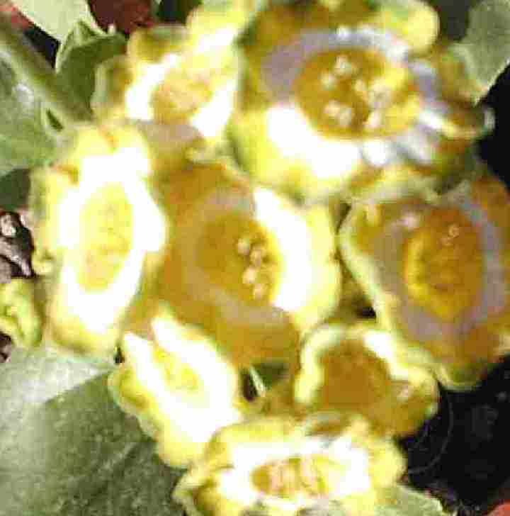 Auricula sweet Pastures