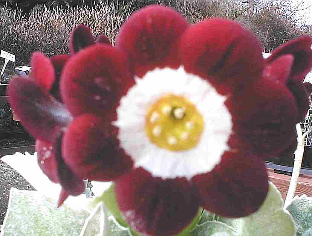 Auricula Trudy