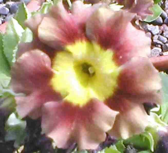 Auricula Old Suffolk Bronze