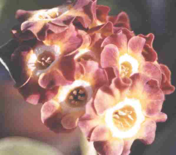 Auricula Winifred
