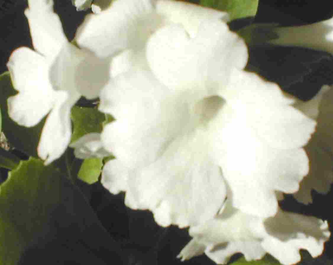 Auricula Dr Lennon's White