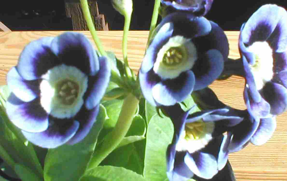 Auricula Joyce
