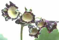 Auricula Osbourne Green