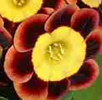 Auricula Snooty Fox