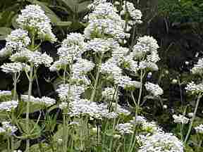 Centranthus albus