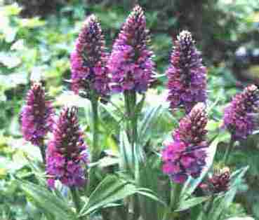 Loch Ness Garden - Dactylorrhiza elata