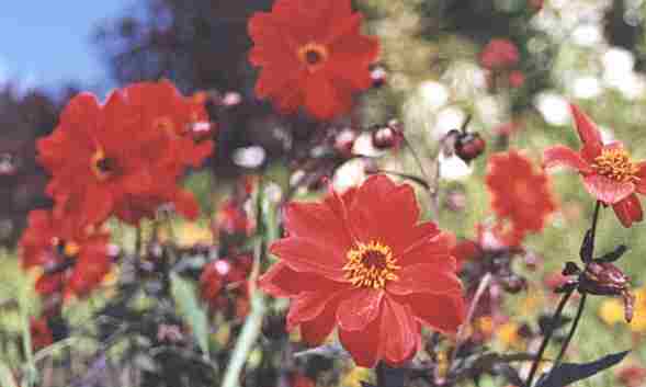 Loch Ness Garden - Dahlia Bishop of Landaff