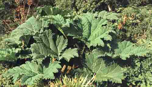 Loch Ness Garden - Gunnera manicata