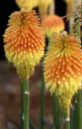 Loch Ness Garden - Kniphopia Prince Igor