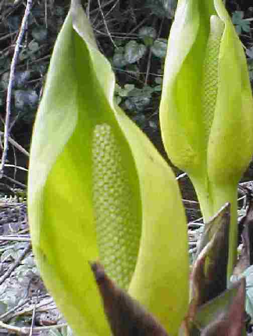 Lysichstachum americanus