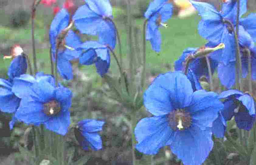 Loch Ness Garden - Meconopsis sheldonii