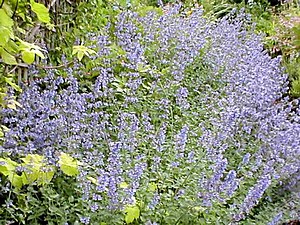 Nepeta Six Hills Giant