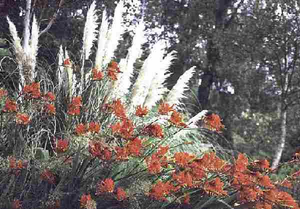 Crocosmia and Pampus