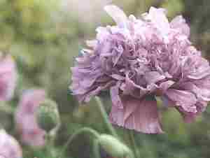 Loch Ness Garden - papaver Somniferum Double