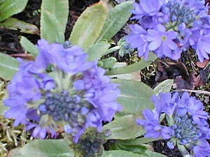 Loch Ness Garden - Primula denticulata
