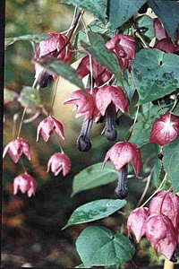 Loch Ness Garden - Rhodochitum Atrosangium