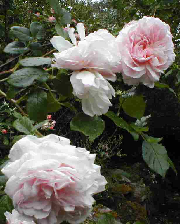 Loch Ness Garden - Rose blairi number two