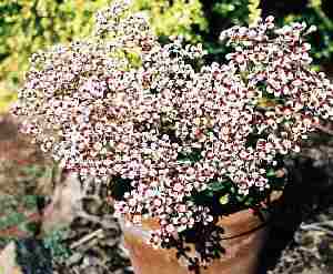Loch Ness Garden - Saxifraga Southside Seedling