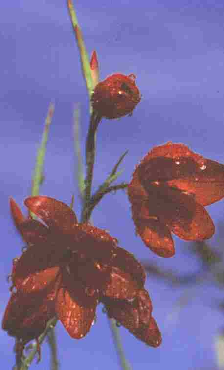 Loch Ness Garden - Schizostylis coccinea major