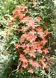 Loch Ness Garden - Tropeolum speciosum