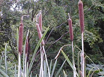 Loch Ness Garden - Typha
