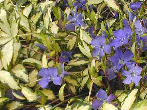 Loch Ness Garden - Vinca Illumination