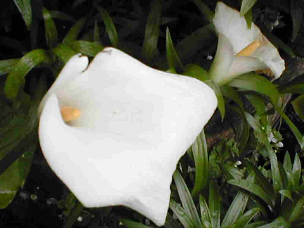 Loch Ness Garden - Zanthedechia aethiopia