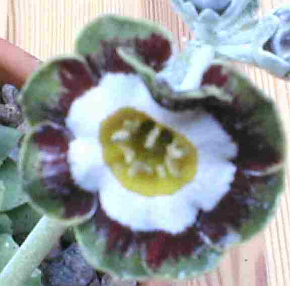 Auricula Rajah