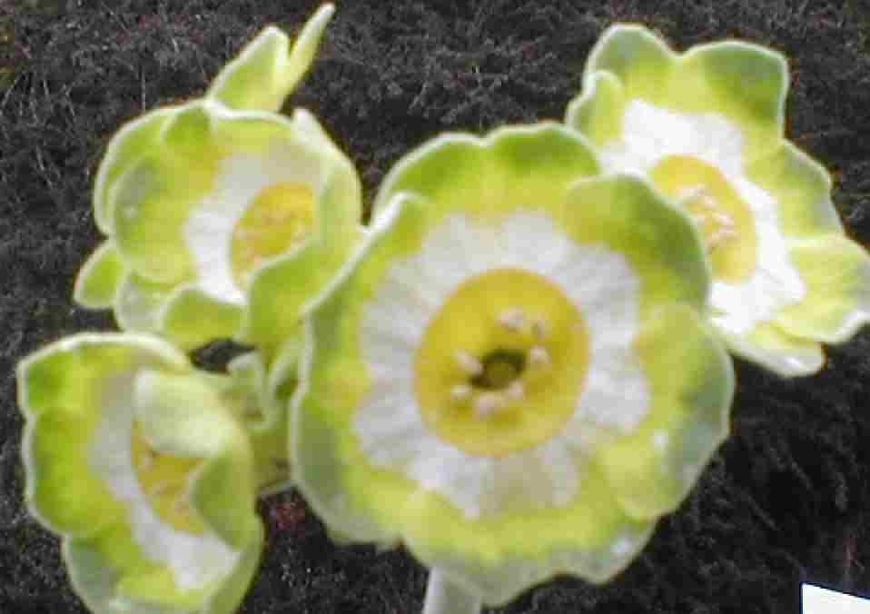 Auricula Margaret