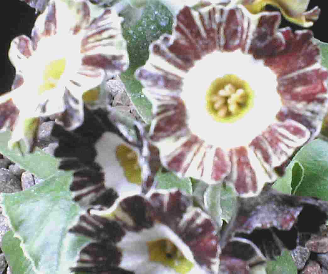 Auricula Mazetta Stripe