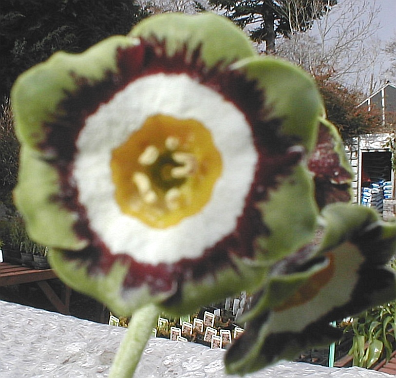 Auricula Portree