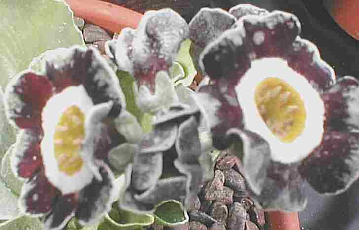 Auricula Queen Bee