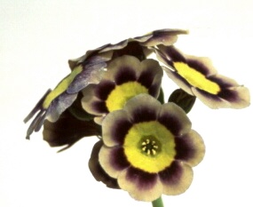 Auricula Sirius