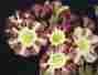 Auricula Arundel Stripe