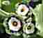 Auricula Beechen Green